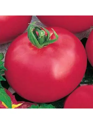 Семена томат Гавриш Титан 1 уп. - купить в Москве, цены на Мегамаркет