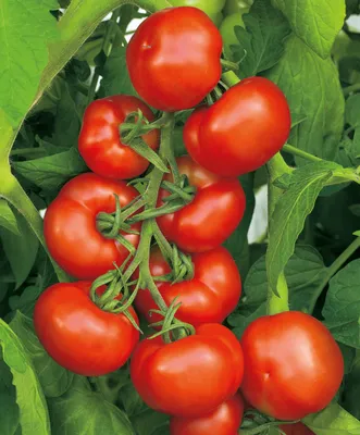 ТОП-6 лучших томатов 2021 года от «Садов России» | НПО «Сады России» —  когда сад в удовольствие! | Дзен
