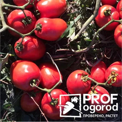 Семена томатов Титан (0,2 г) (ID#617314740), цена: 3 ₴, купить на Prom.ua