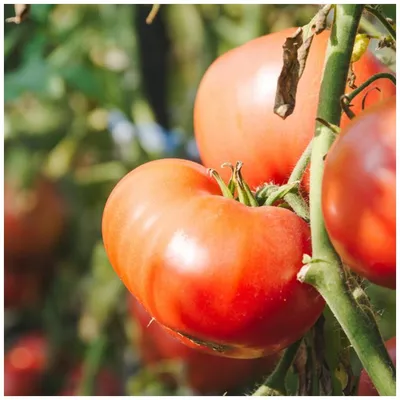 Скороспелые томаты: быстрый и еще быстрее