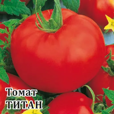 Купить семена Томат Титан розовый 100 гр. в Волгограде c доставкой по  России - «АгроОнлайн»