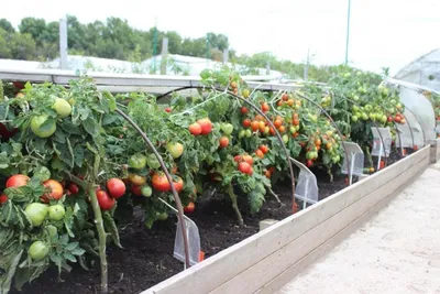 Зрея помидоры в огороде стоковое изображение. изображение насчитывающей  рост - 195208971