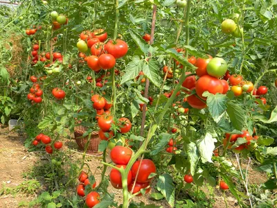 Как вырастить хороший урожай помидоров – названо время, когда надо  прекратить полив - Телеграф