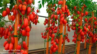 Конкурс «Областной газеты» «Урожайный ОГород»: гигантские помидоры:  Общество: Облгазета