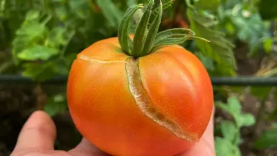 Сеньор Помидор. Мои самые любимые сорта томатов на даче, которые я  выращиваю каждый год | Дачная Азбука | Дзен