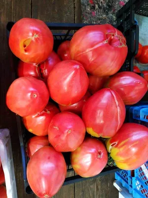 Томаты Агрофирма Аэлита помидоры томаты. Набор 5 упаковок. Овощи для сада и  огорода. - купить по выгодным ценам в интернет-магазине OZON (1156169576)