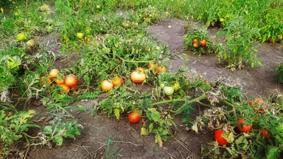 Зеленые и красные помидоры в огороде растут. Новый урожай в огороде  Стоковое Изображение - изображение насчитывающей оранжерея, вишня: 196833139