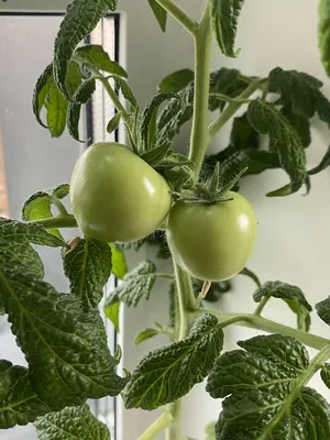 Самые лучшие урожайные сорта гибридов томатов для открытого грунта -  Agro-Market24