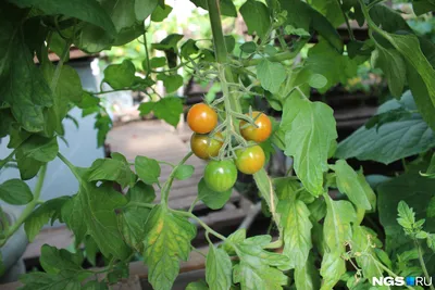🍅Мобильный огород: выращивание томатов и перца в горшках . Как вырастить  помидоры в горшках
