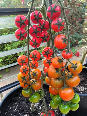 Вкусный Огород: Полив помидоров в открытом грунте