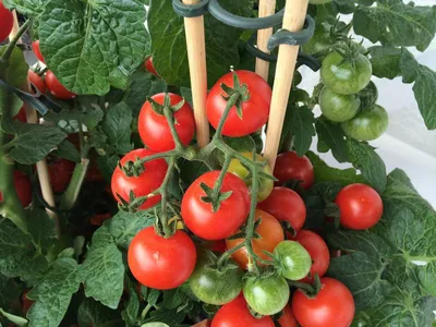 Конкурс «Областной газеты» «Урожайный ОГород»: гигантские помидоры:  Общество: Облгазета