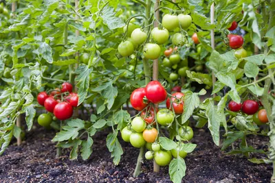 Вкусный Огород: Как вырастить помидоры в открытом грунте