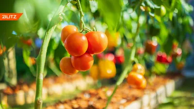BB.lv: Можно ли на огороде сажать помидоры после капусты