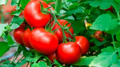 Томаты Агрофирма Аэлита помидоры. Набор 5 упаковок томаты. Овощи для сада и  огорода. - купить по выгодным ценам в интернет-магазине OZON (1156196093)