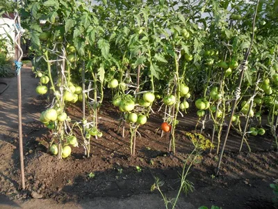 Чем подкормить помидоры, как правильно сделать грядки под томаты, как  посадить помидоры, как поливать томаты май-июнь 2022 года - 31 мая 2022 -  116.ru