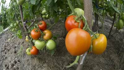 15 секретов выращивания томатов в открытом грунте. Полив, мульча,  подкормки. Фото — Ботаничка