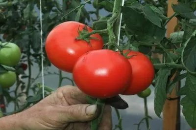 5 сортов томатов, которые больше не буду сажать на огороде | Виктория  Радзевская - Дачные секреты | Дзен