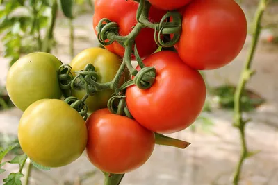Вырастила гигантский помидор пикабушницы) | Пикабу