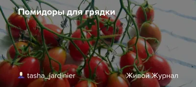 Очень спелые помидоры в огороде, …» — создано в Шедевруме