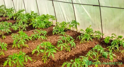 Как выращивать томаты в теплице – Agro-Market24