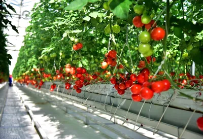 Туркменская компания открыла новую теплицу для выращивания томатов | Бизнес
