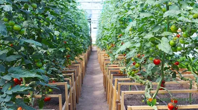 Огурцы и помидоры в одной теплице: как сажать в теплице огурцы и помидоры -  Agro-Market