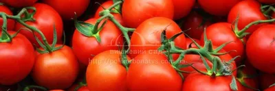 Выращивание томатов (помидоры) в теплице из поликарбоната