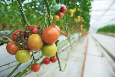 Помидоры не краснеют в теплице - основные причины и способы решения  проблемы неравномерного вызревания томатов
