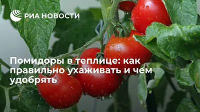 Растущие помидоры в теплице Стоковое Изображение - изображение  насчитывающей теплица, пригодность: 161341037