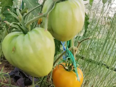 Учимся правильно высаживать помидоры в теплицу Весной