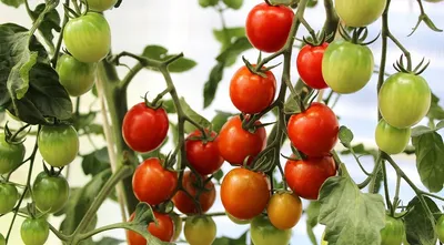 Как вырастить огурцы и томаты в одной теплице