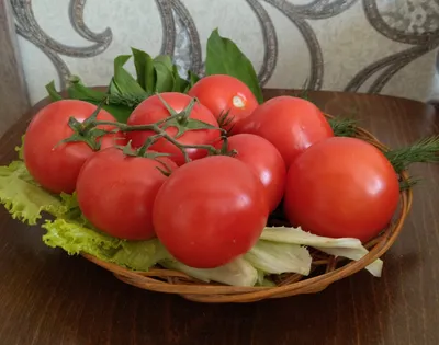 Три проверенных метода повысить урожайность томатов в теплице