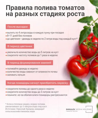 Этот способ выращивания помидоров в теплице даёт урожай в 2 раза больше и  вкусней. Делюсь опытом | Дачница Людмила Игнатова | Дзен