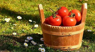 Какие помидоры высаживать в теплицу?