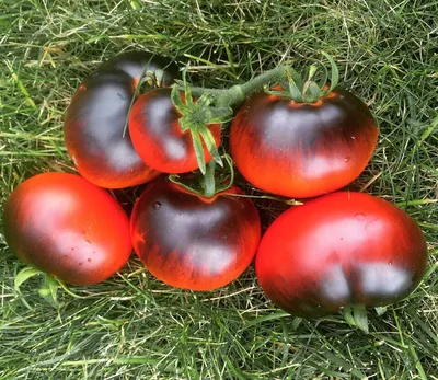 Какой должна быть теплица для томатов?