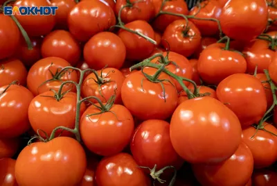 Выращивание томатов в теплице, Современная технология выращивания томата в  теплицах, в условиях защищенного грунта