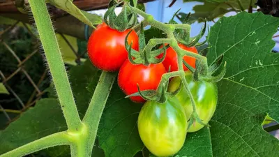 Реально ли в одной теплице растить и огурцы, и помидоры