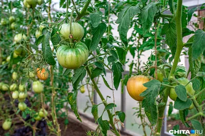помидоры растут в теплице стоковое изображение. изображение насчитывающей  еда - 230560891