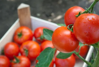 Формирование томатов в теплице - 7dach - YouTube