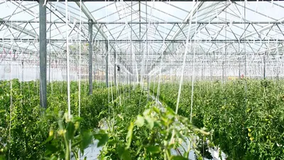Почему гниют помидоры в теплице: причины и как исправить