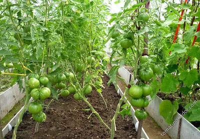 Когда сажать помидоры на рассаду: лучшие, урожайные, крупноплодные сорта  томатов для теплицы, низкорослые томаты для теплицы - 12 марта 2023 - 74.ru