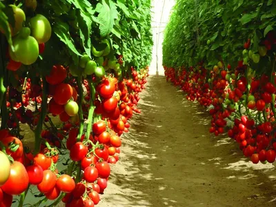 Спелые помидоры в теплице на ветках…» — создано в Шедевруме