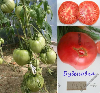 Вельможа - В — сорта томатов - tomat-pomidor.com - отзывы на форуме |  каталог