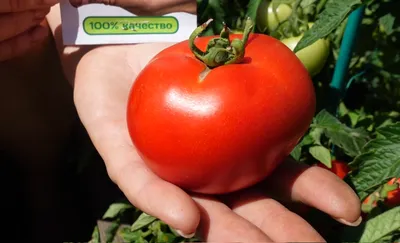 Универсальный раннеспелый томат Верочка F1 #семенапартнер #вогороде #т... |  TikTok