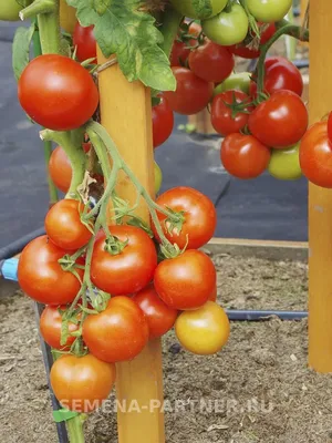 Очень РАННИЙ томат, который созревает одним из ПЕРВЫХ в начале лета! |  Зеленый Огород | Дзен