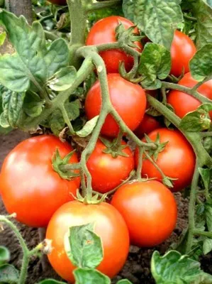 Томат «Загадка»: описание сорта, фото и основные характеристики помидора |  Огородничество, Семена томата, Помидоры