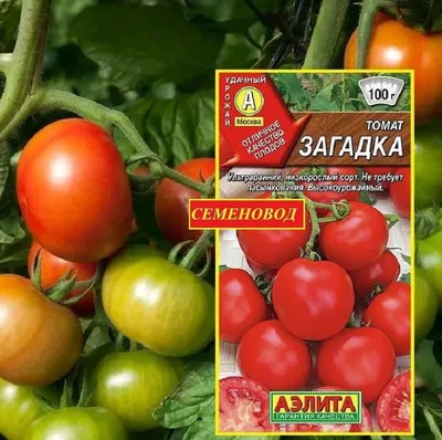 Семена томатов (помидор) Загадка розовая купить в Украине | Веснодар