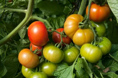 Семена томата Загадка 0,2 г, Агролиния - купить по лучшей цене в Одессе от  компании \"💙АГРОЛИНИЯ™💛\" - 388271934