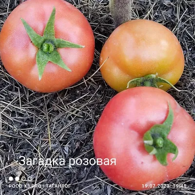 Урожайные сорта томатов. Томат Загадка ранний в 2023 г | Загадки