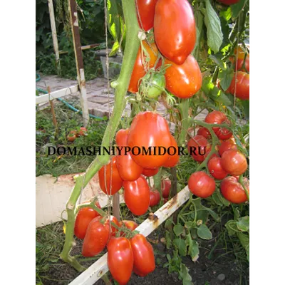 Томаты Сибирский сад томат - купить по выгодным ценам в интернет-магазине  OZON (785570578)